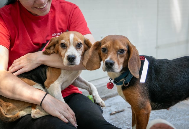 animal-rescue-league-of-boston-beagles-1.jpg 