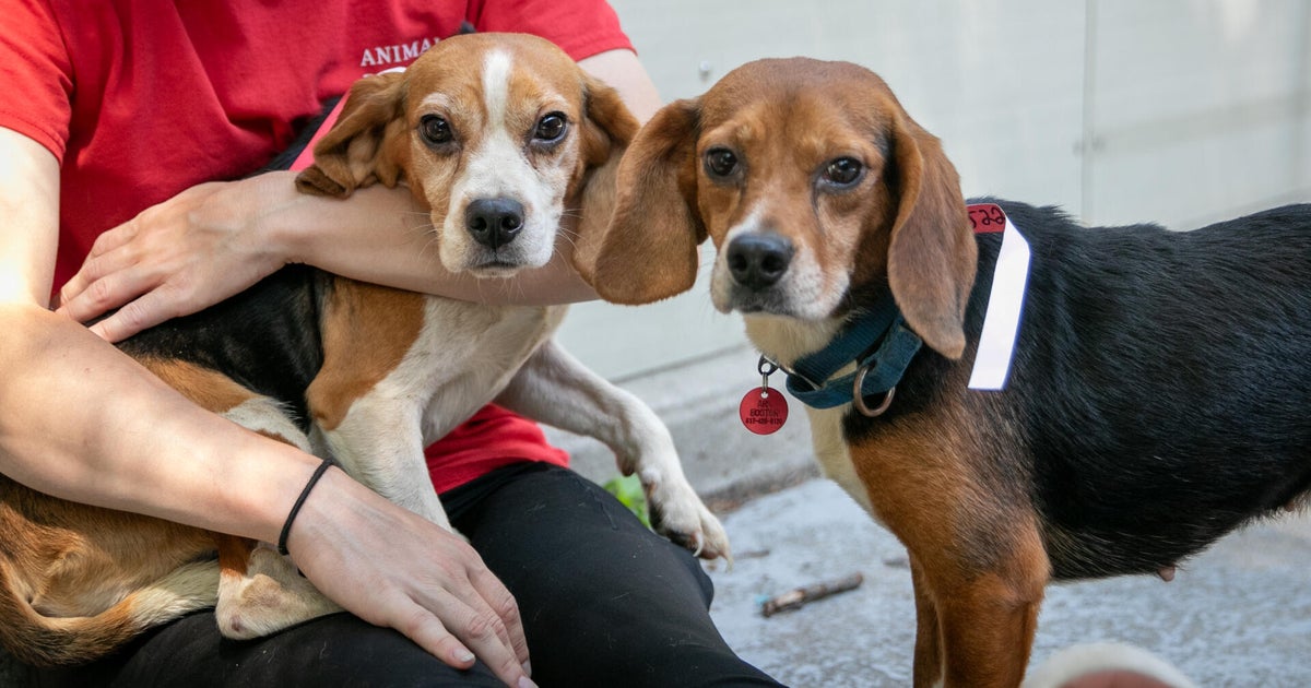 10 beagles named for bagels after rescue from overcrowded home in Mass. 
