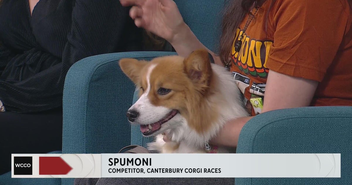 Catch the Corgi races at Canterbury Park - CBS Minnesota