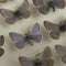 Filling the ecological gap of an extinct butterfly
