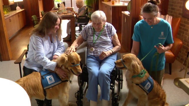 530p-pkg-dogs-visit-dementia-patients-wcco8isr.jpg 