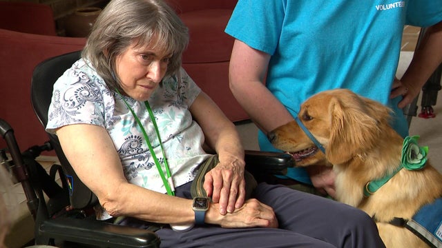 video-2-helping-paws-wcco8itm.jpg 