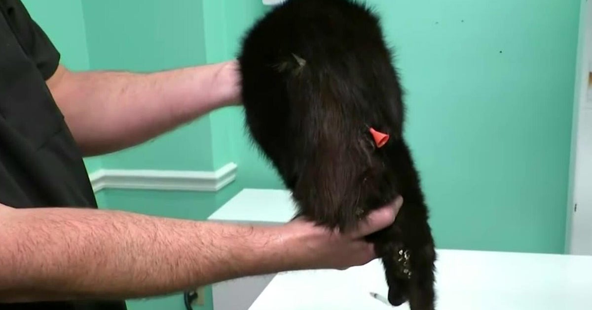 Cat shot with blowgun dart receives emergency medical care at Fort Lauderdale rescue