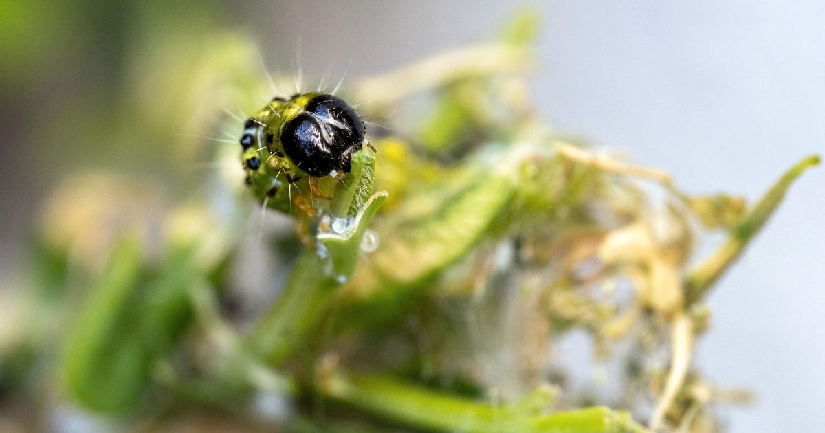 Invasive pest doing "serious damage" to common shrubs on Cape Cod 