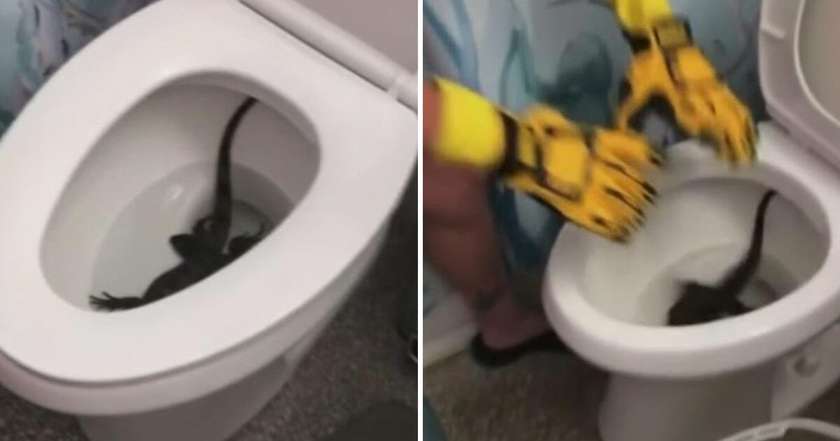 Video shows iguana thrashing in South Florida home's toilet 