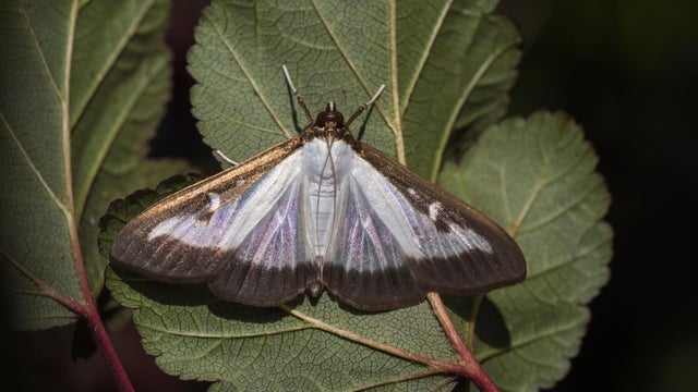 Box tree moth (Cydalima perspectalis) on the underside of a leaf, Hesse, Germany 