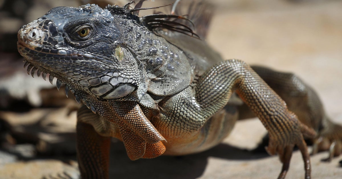 Why iguanas are spreading across South Florida — and what you can do about them