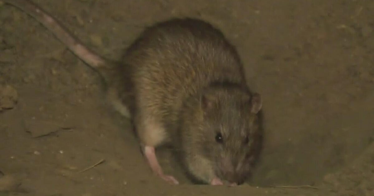 California growers say new rodent infestation is plaguing Central Valley 