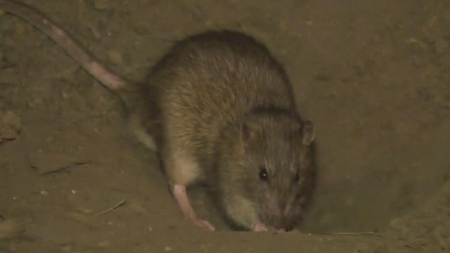 rodent-crops.jpg 