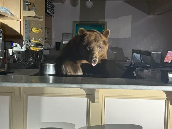 Bear found behind counter of South Lake Tahoe ice cream shop - CBS  Sacramento