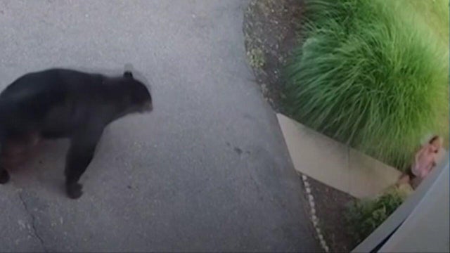A 6-year-old girl stands on a sidewalk near a black bear in a driveway 