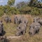 Well-known breeder among 6 accused of rhino horn smuggling ring