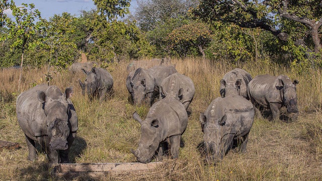 Endangered White Rhinos moved to Rwanda's Akagera Park to Escape Poaching Threat 