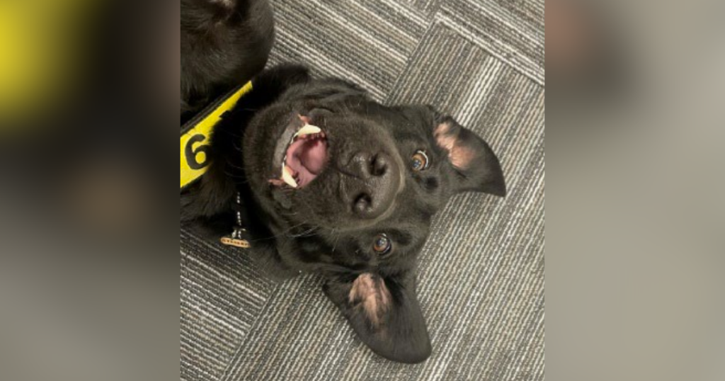 Pittsburgh airport's Steeler advances to finals in TSA's Cutest Canine Contest 