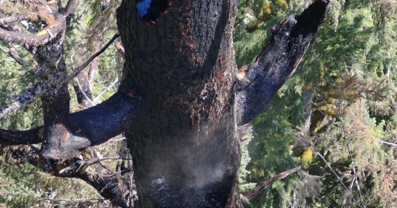 A fire is burning in one of the world’s tallest trees. It may lower the tree’s standing in global height rankings.