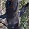 A fire in one of world's tallest trees may lower its place in world rankings