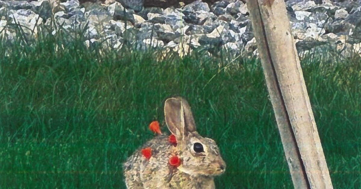 4 rabbits hit, 1 killed by blow darts in Aurora, officials say; suspect ...