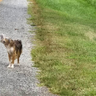 Pennsylvania dog rescued with cheese ball jar stuck on head finds forever home 