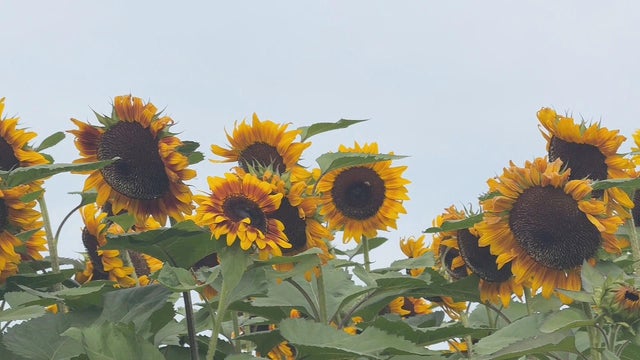 sunflower-field.jpg 