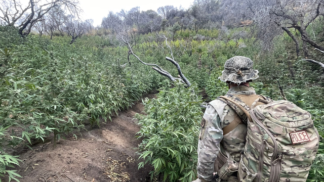 sequoia-national-park-pot-plants.png 