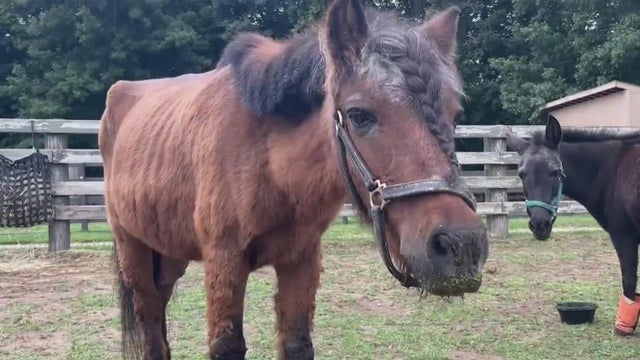 Rescued pony to be returned to owner despite Michigan group's concerns 
