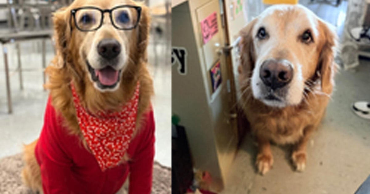 Monessen School District mourning beloved therapy dog Sammy 