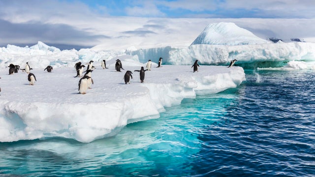 Adelie penguins, Antarctica 