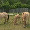 How Smithsonian scientists are working to preserve endangered species