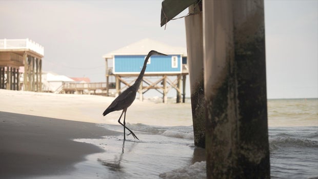 West-End-Heron-bob.jpg 