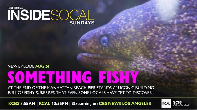 8-24-something-fishy-web-gfx.png 