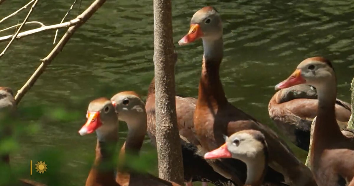 Nature: Black-bellied whistling ducks in New Orleans