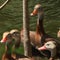 Nature: Black-bellied whistling ducks in New Orleans