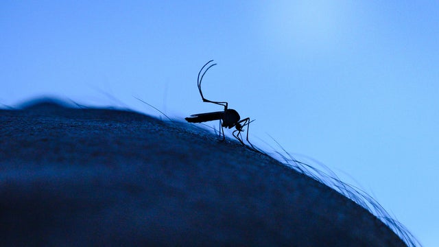 Aedes Mosquito - West Nile Virus 