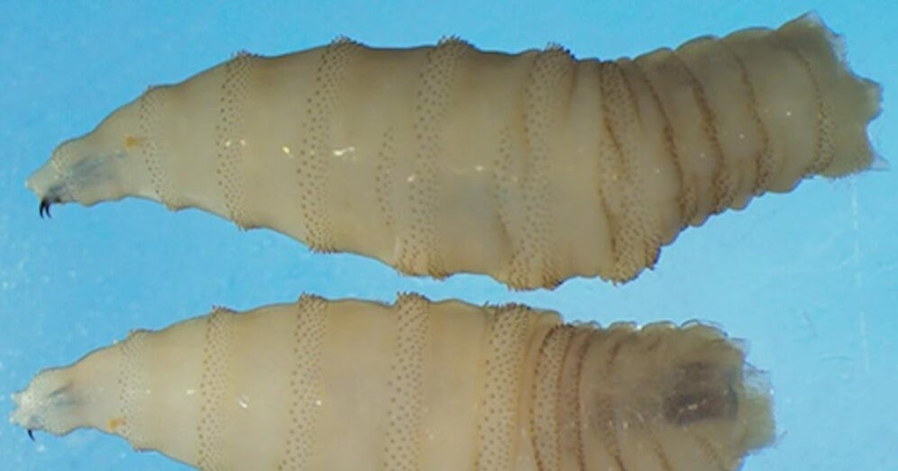 U.S. confirms its first human case of New World screwworm - CBS Miami