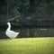 How Billy the Goose turned neighbors into friends in Louisiana