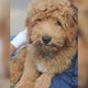 Queens family says their dog was given to woman posing as his owner 