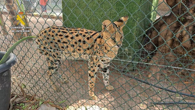 animal-20250826-op-aonix-valencia-01-jpg-728717432.jpg 