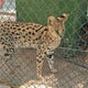 Police in Spain bust animal trafficking ring, including endangered species 