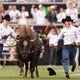 Buffs live mascot retires from Folsom Field football game runs 