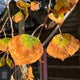Colorado's drought could dull this year's fall colors 