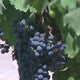 Early estimates of Pickett Fire's economic impact to Napa wine industry around $65M 