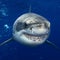 Sharks could begin losing their teeth more, study finds. Here's why