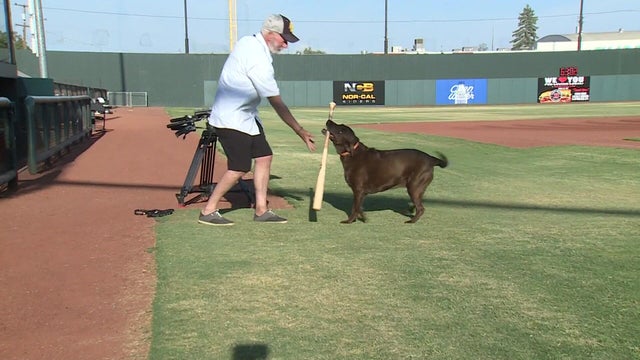 for-web-high-wheelers-bat-dog.jpg 