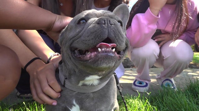Zeus the French bulldog 