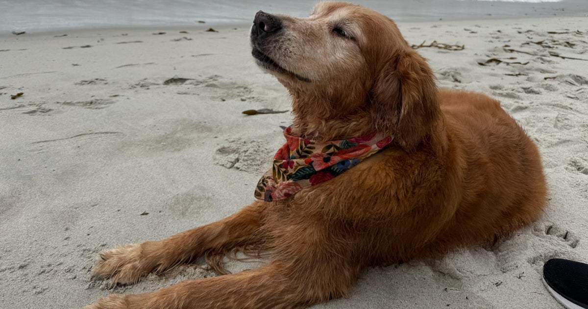 A golden success: Dogs terminal cancer diagnosis dropped after UC Davis clinical trial