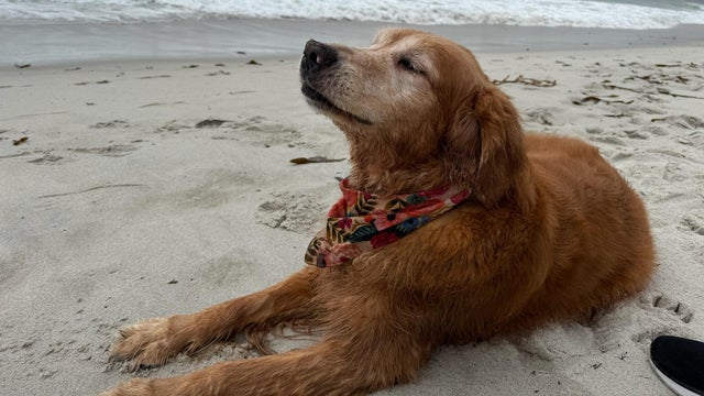 for-web-ucd-dog-cancer-trial.jpg 