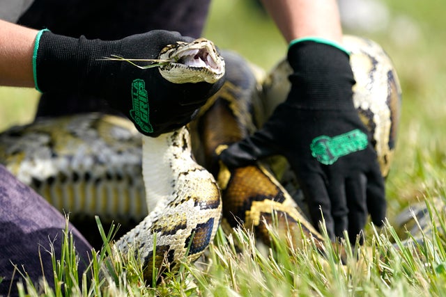 Python Hunting Robot Rabbits 
