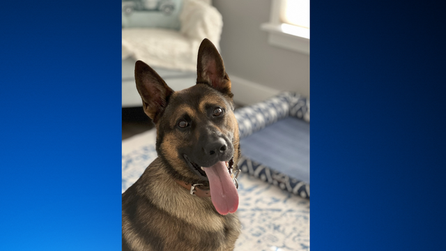 K9 Zack 