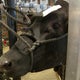 What does it take to get cows ready for the State Fair spotlight? 