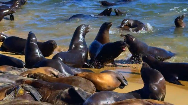 nature-sea-lions-1920.jpg 